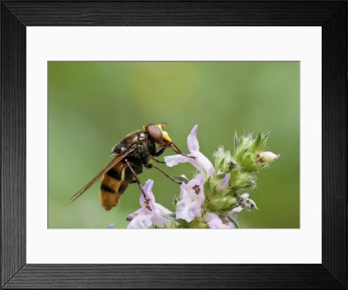 Framed Print : Picture No. 11671532 Framed Print : Picture No. 11671532