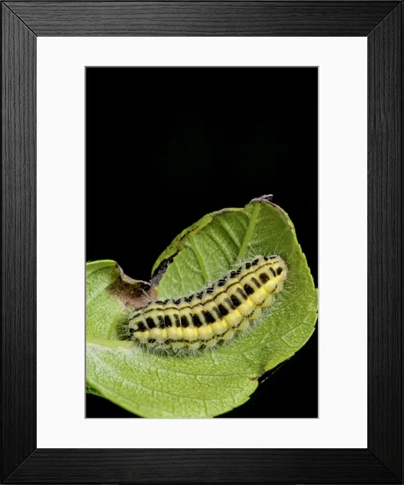 Framed Print : Picture No. 11671533 Framed Print : Picture No. 11671533