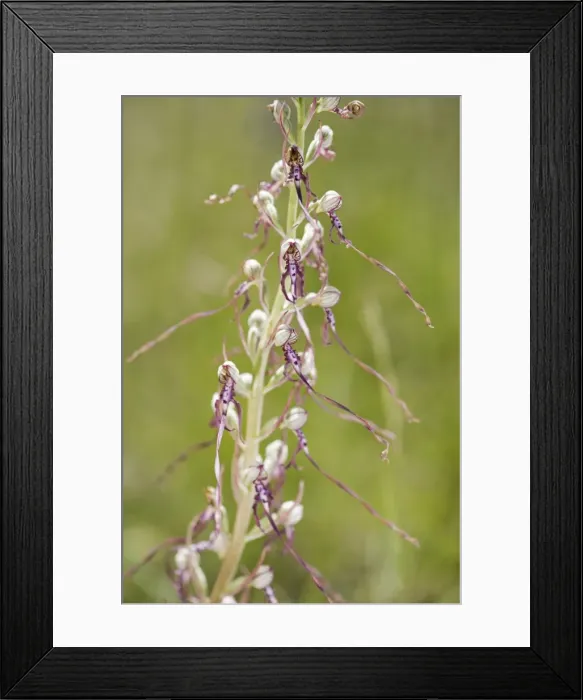 Framed Print : Picture No. 11671540 Framed Print : Picture No. 11671540
