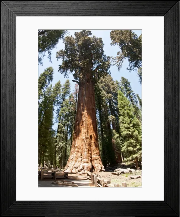 Framed Print : Picture No. 11671546 Framed Print : Picture No. 11671546