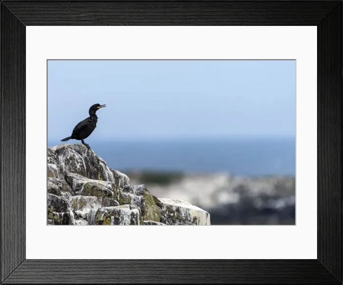 Framed Print : Picture No. 11671847 Framed Print : Picture No. 11671847