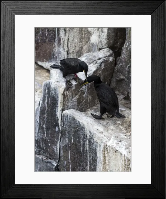 Framed Print : Picture No. 11671848 Framed Print : Picture No. 11671848