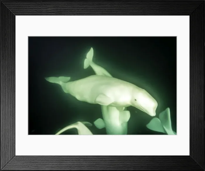 Framed Print : Picture No. 11671850 Framed Print : Picture No. 11671850