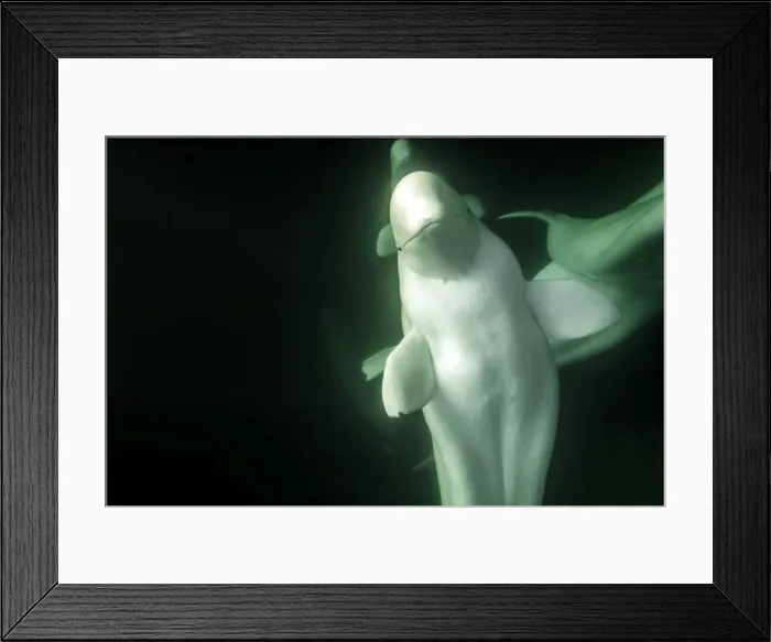 Framed Print : Picture No. 11671851
