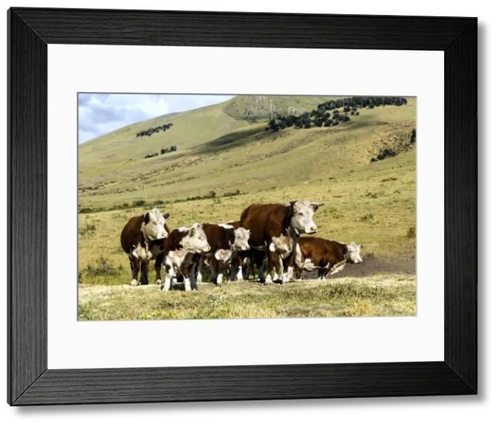 Framed Print : Picture No. 11671864 Framed Print : Picture No. 11671864