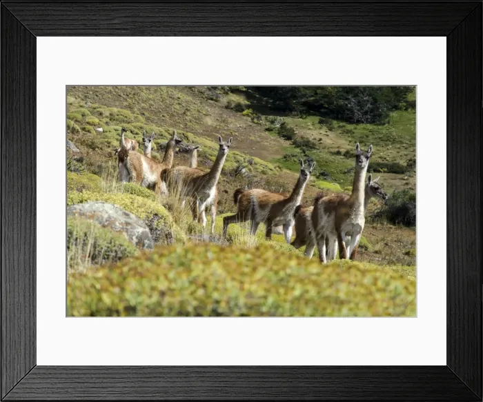 Framed Print : Picture No. 11671865 Framed Print : Picture No. 11671865