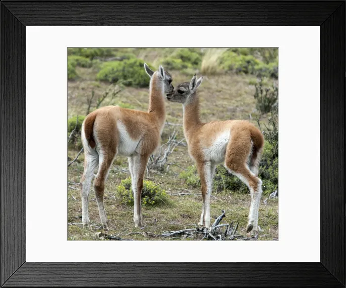 Framed Print : Picture No. 11671866 Framed Print : Picture No. 11671866