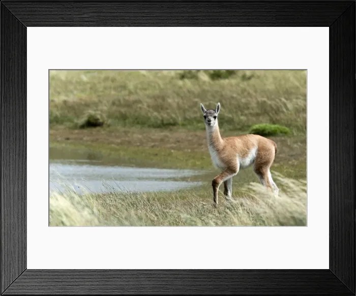 Framed Print : Picture No. 11671867 Framed Print : Picture No. 11671867