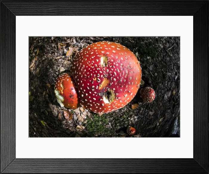Framed Print : Picture No. 11671869 Framed Print : Picture No. 11671869