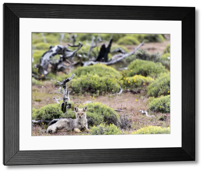 Framed Print : Picture No. 11671870 Framed Print : Picture No. 11671870