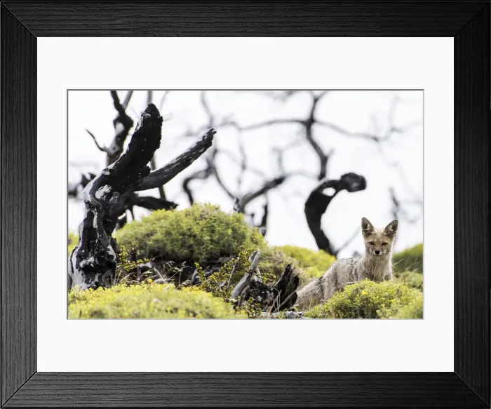 Framed Print : Picture No. 11671871 Framed Print : Picture No. 11671871