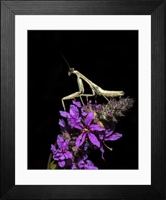 Framed Print : Picture No. 11671875 Framed Print : Picture No. 11671875