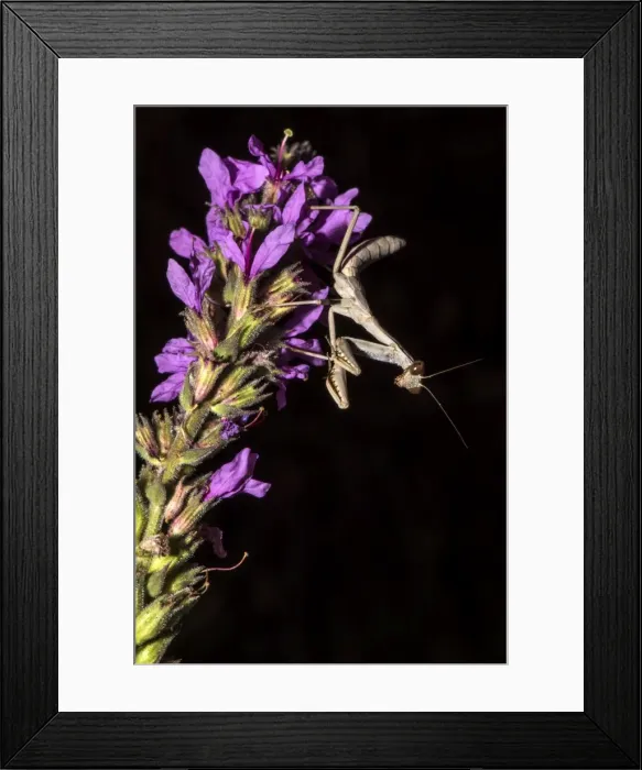 Framed Print : Picture No. 11671876 Framed Print : Picture No. 11671876