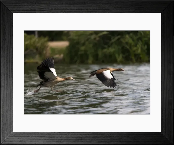 Framed Print : Picture No. 11671878 Framed Print : Picture No. 11671878