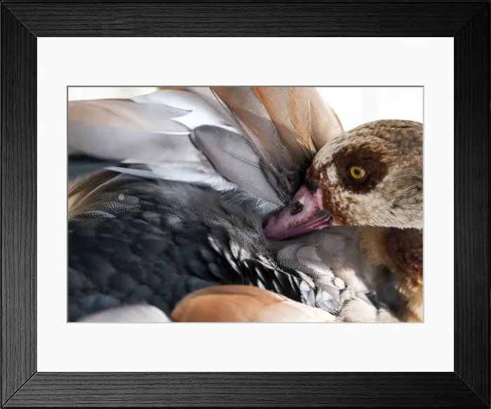 Framed Print : Picture No. 11671879 Framed Print : Picture No. 11671879