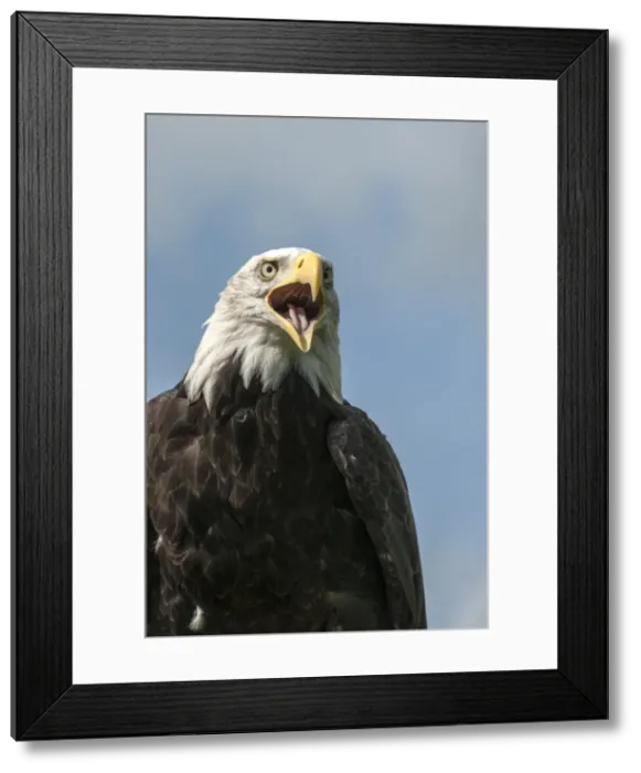 Framed Print : Picture No. 11671880 Framed Print : Picture No. 11671880