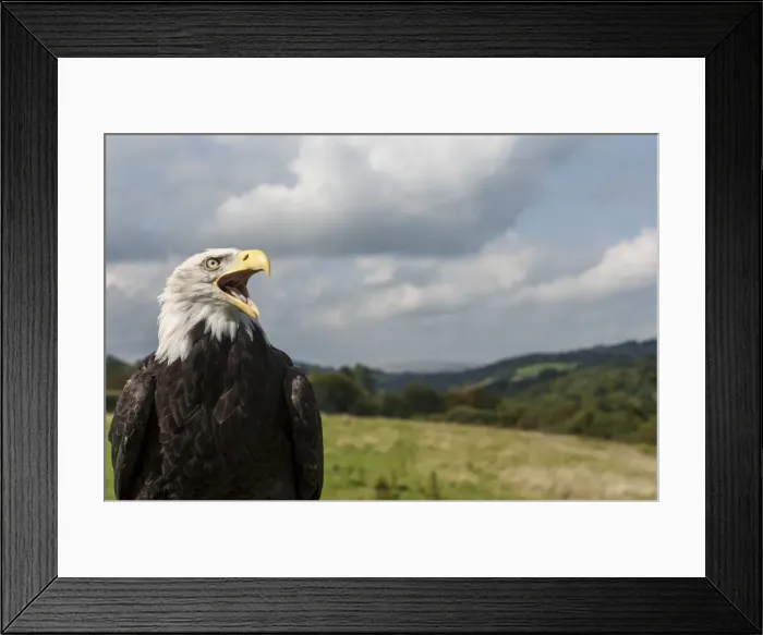 Framed Print : Picture No. 11671881 Framed Print : Picture No. 11671881