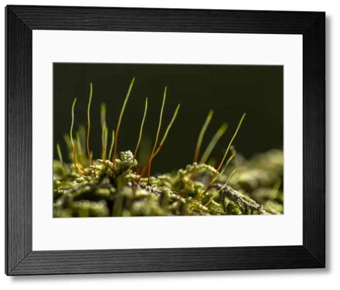Framed Print : Picture No. 11671884 Framed Print : Picture No. 11671884