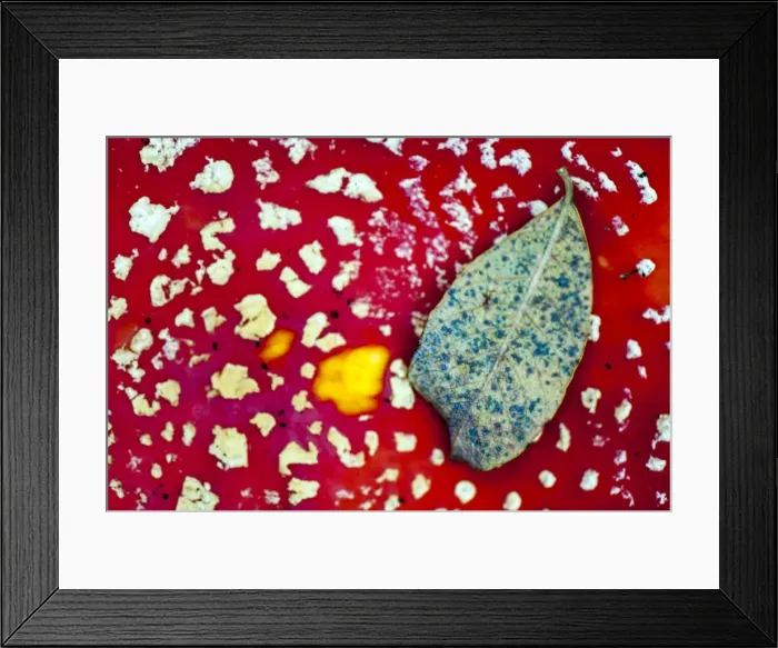 Framed Print : Picture No. 11671886 Framed Print : Picture No. 11671886