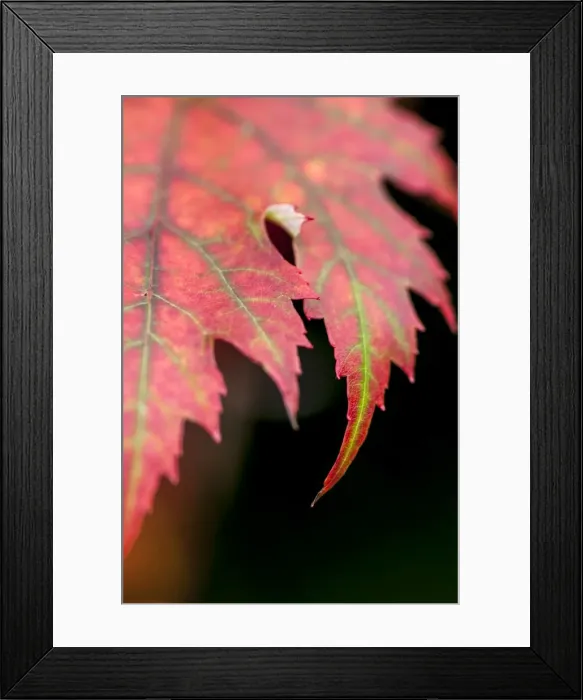 Framed Print : Picture No. 11671885 Framed Print : Picture No. 11671885