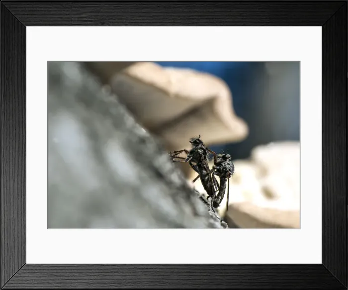 Framed Print : Picture No. 11671887 Framed Print : Picture No. 11671887