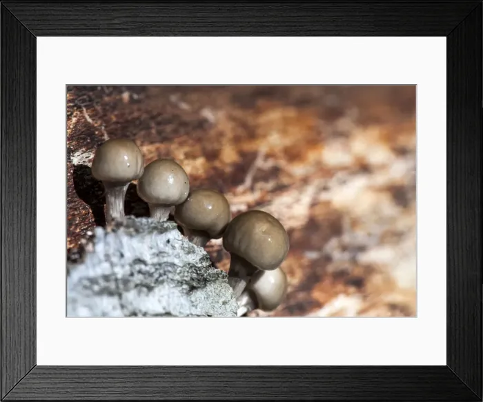 Framed Print : Picture No. 11671888 Framed Print : Picture No. 11671888