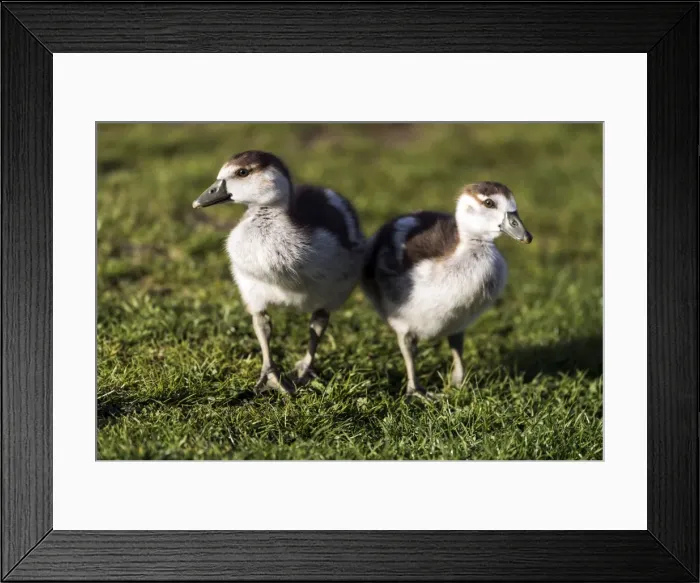 Framed Print : Picture No. 11671889 Framed Print : Picture No. 11671889
