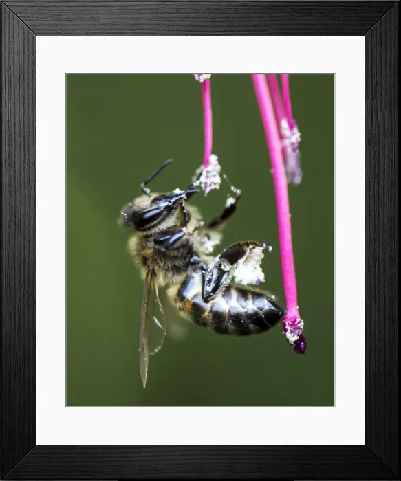 Framed Print : Picture No. 11671890 Framed Print : Picture No. 11671890