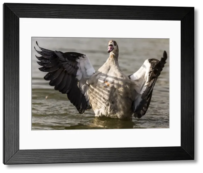 Framed Print : Picture No. 11671891 Framed Print : Picture No. 11671891
