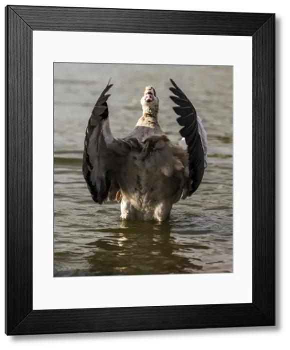 Framed Print : Picture No. 11671892 Framed Print : Picture No. 11671892