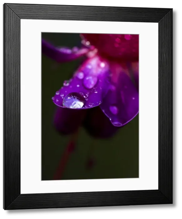 Framed Print : Picture No. 11671895 Framed Print : Picture No. 11671895