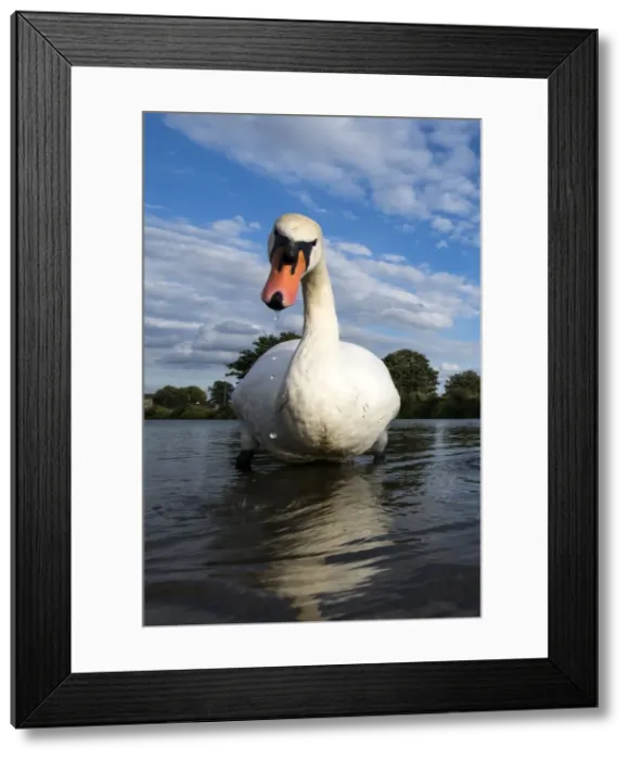 Framed Print : Picture No. 11671899 Framed Print : Picture No. 11671899