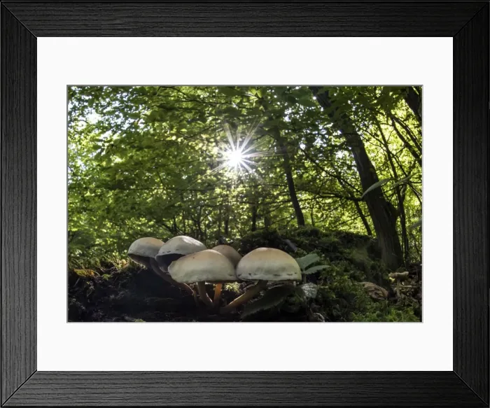 Framed Print : Picture No. 11671900 Framed Print : Picture No. 11671900