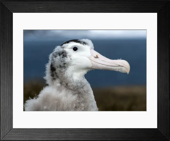 Framed Print : Picture No. 11671904 Framed Print : Picture No. 11671904