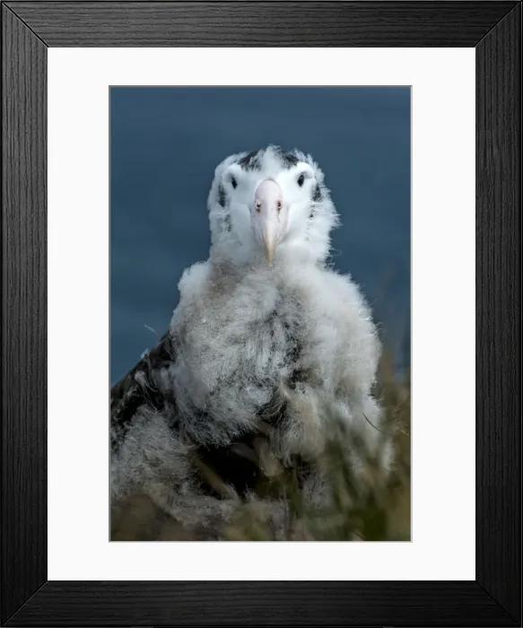 Framed Print : Picture No. 11671905 Framed Print : Picture No. 11671905