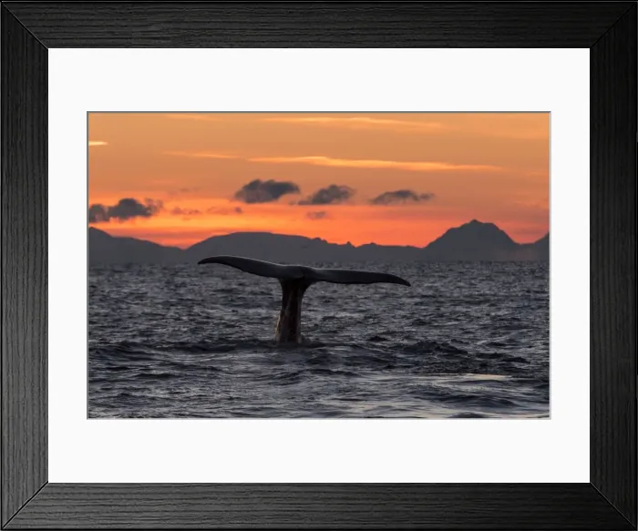 Framed Print : Picture No. 11671912 Framed Print : Picture No. 11671912