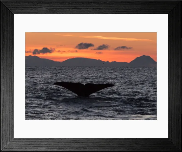 Framed Print : Picture No. 11671913 Framed Print : Picture No. 11671913