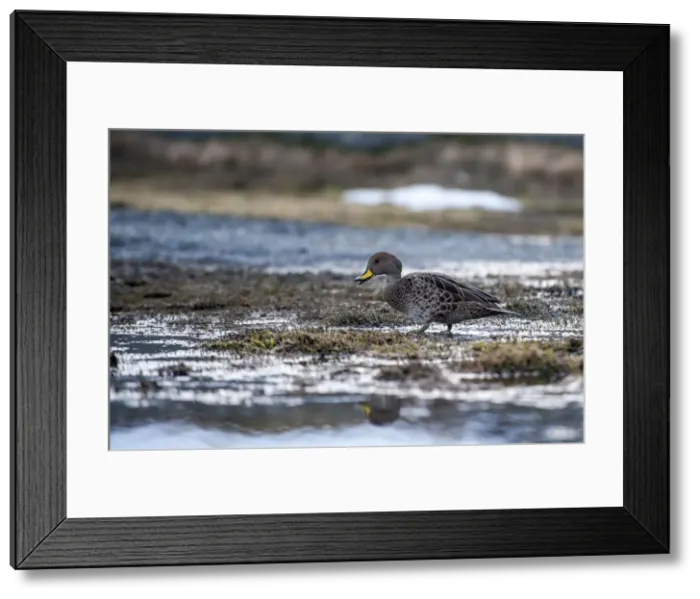 Framed Print : Picture No. 11671914 Framed Print : Picture No. 11671914