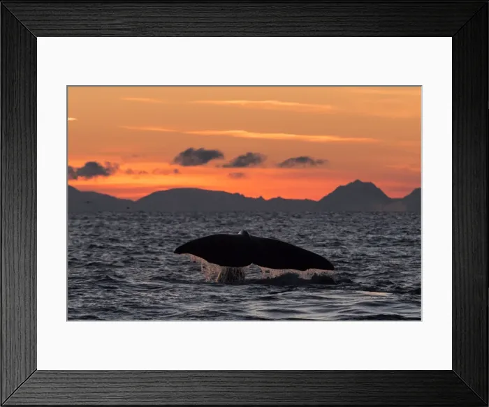 Framed Print : Picture No. 11671911 Framed Print : Picture No. 11671911