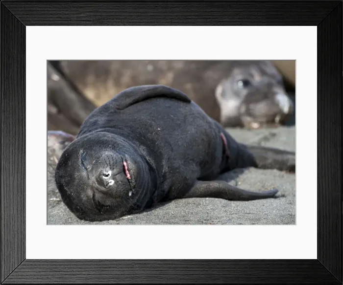 Framed Print : Picture No. 11671918 Framed Print : Picture No. 11671918