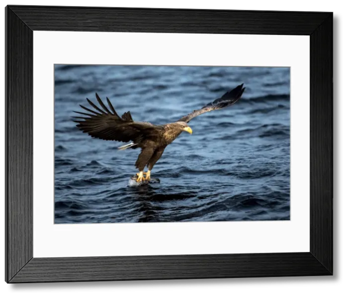 Framed Print : Picture No. 11671920 Framed Print : Picture No. 11671920