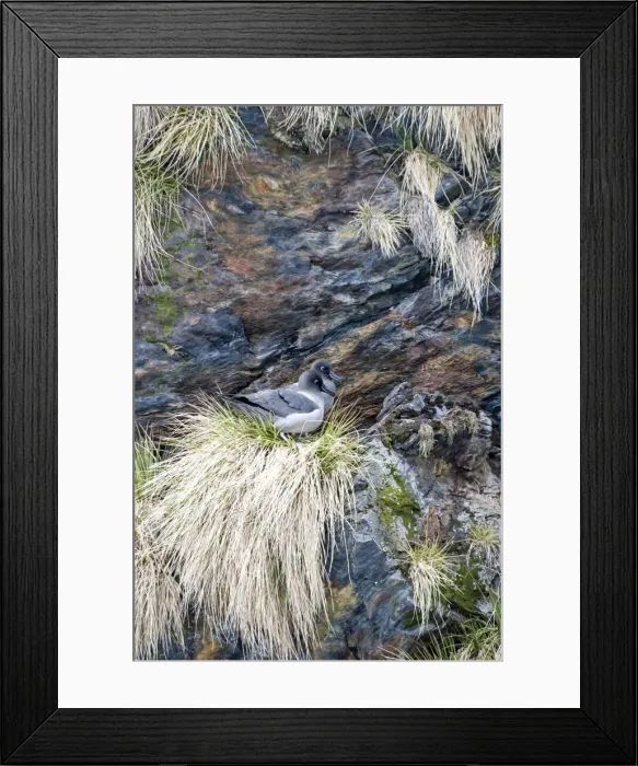 Framed Print : Picture No. 11671922 Framed Print : Picture No. 11671922