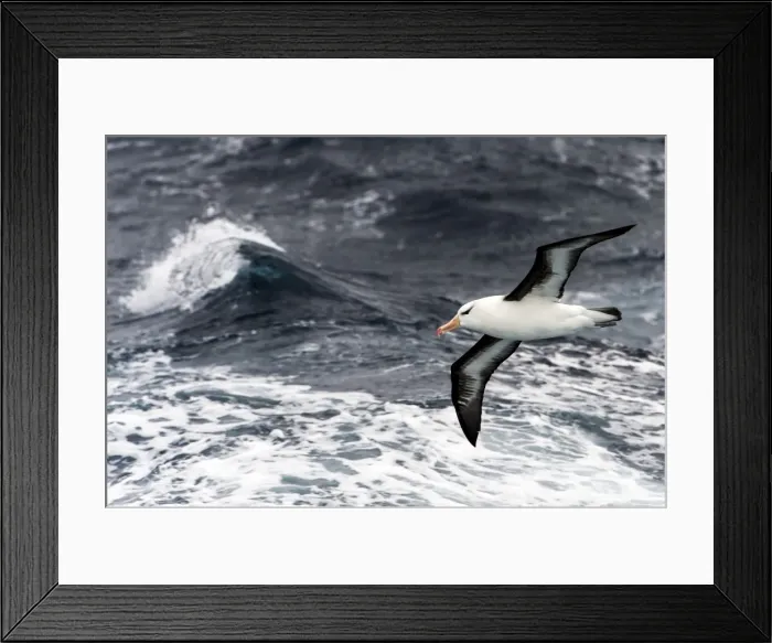 Framed Print : Picture No. 11671928