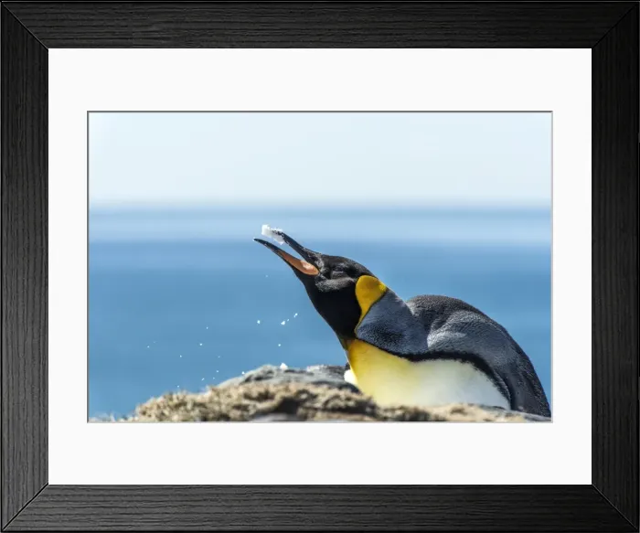Framed Print : Picture No. 11671939 Framed Print : Picture No. 11671939