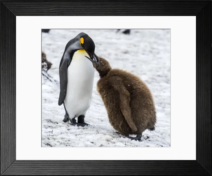 Framed Print : Picture No. 11671940 Framed Print : Picture No. 11671940