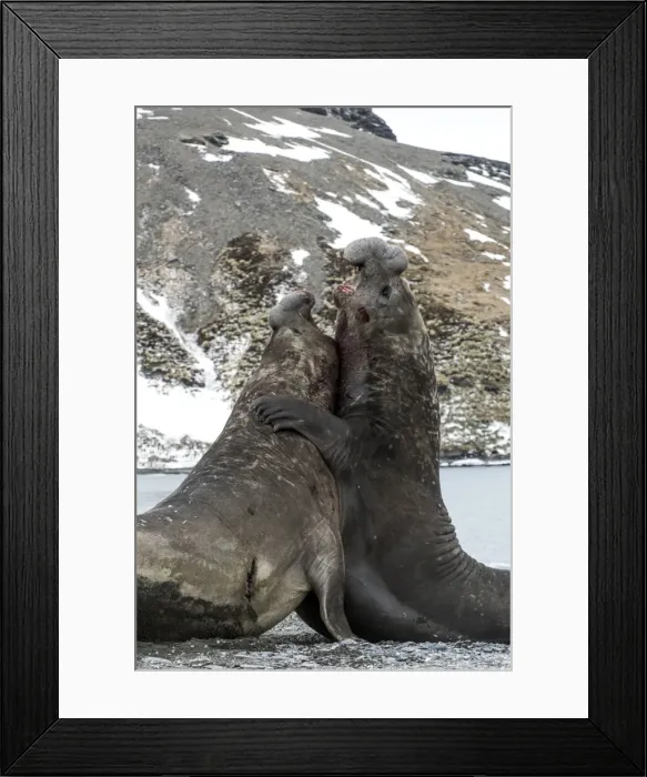 Framed Print : Picture No. 11671944 Framed Print : Picture No. 11671944