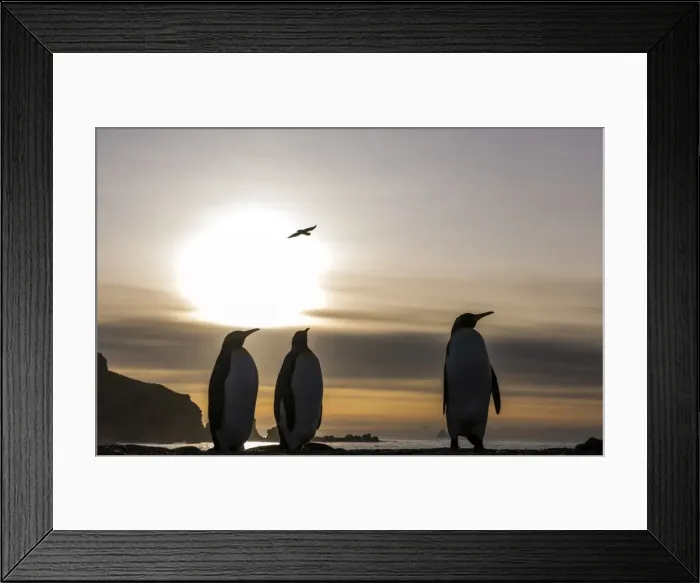 Framed Print : Picture No. 11671945 Framed Print : Picture No. 11671945