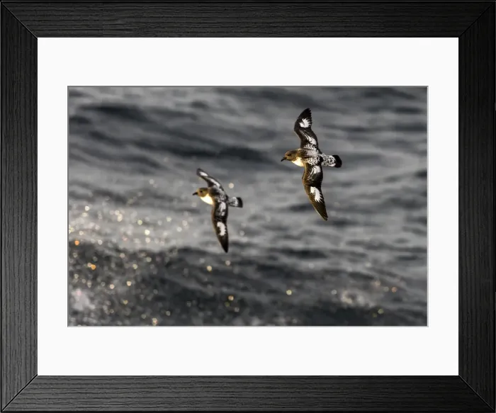 Framed Print : Picture No. 11671947 Framed Print : Picture No. 11671947