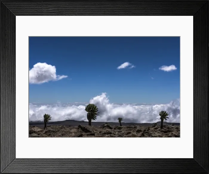 Framed Print : Picture No. 11671950 Framed Print : Picture No. 11671950