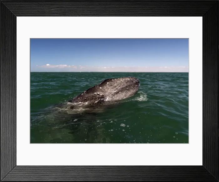 Framed Print : Picture No. 11671951 Framed Print : Picture No. 11671951